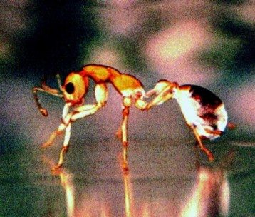 poochera___dinosaur_ant1