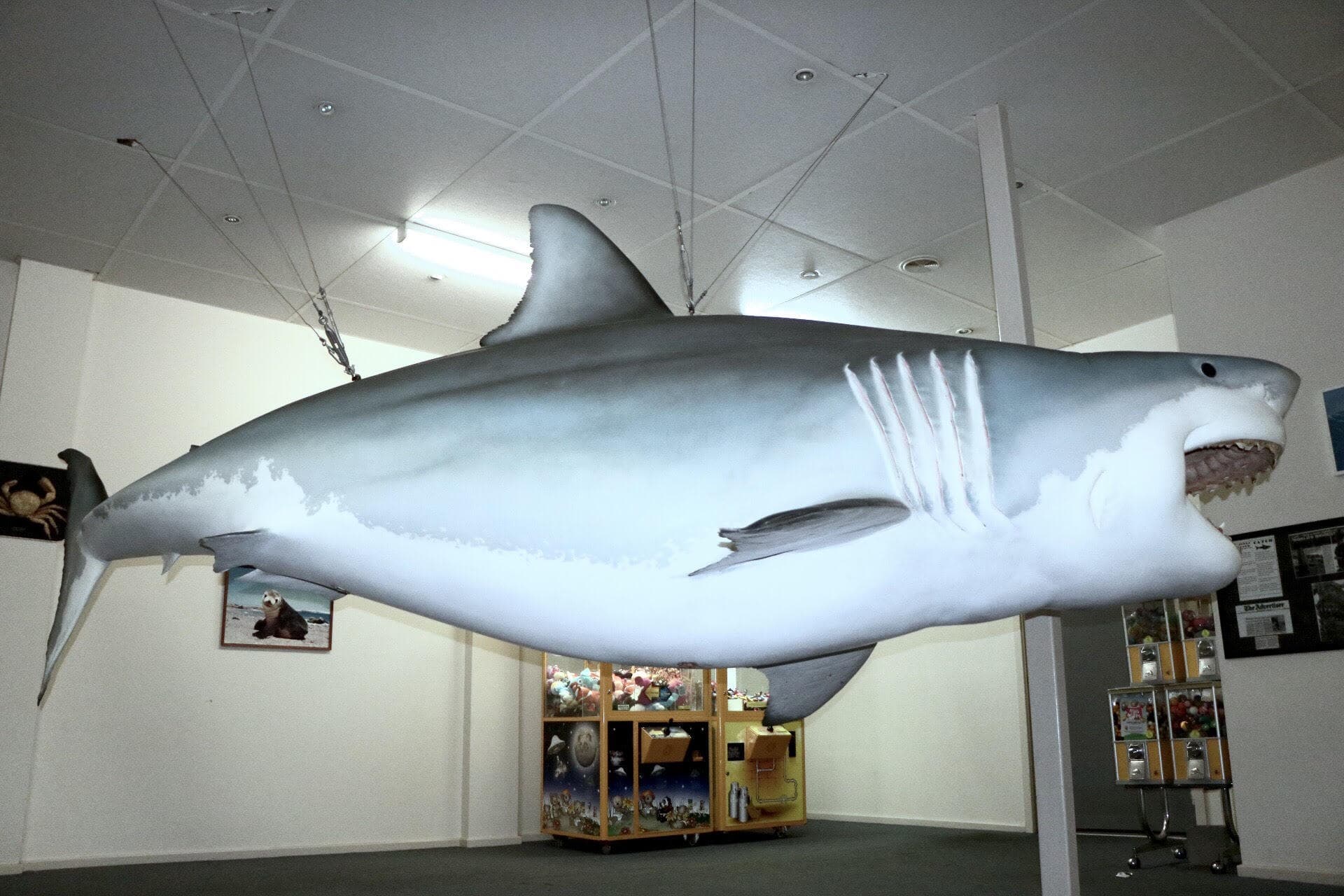 Replica Great White Shark Streaky Bay Official Tourism Website