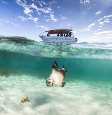 Image Sealions 3 April 2015 Image Credit John Montesi