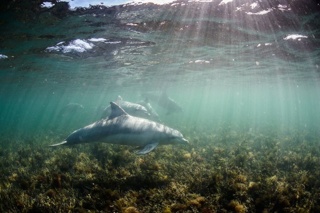 Image Dolphins 1 April 2015 Image Credit EPWRDA (Robert Lange) 