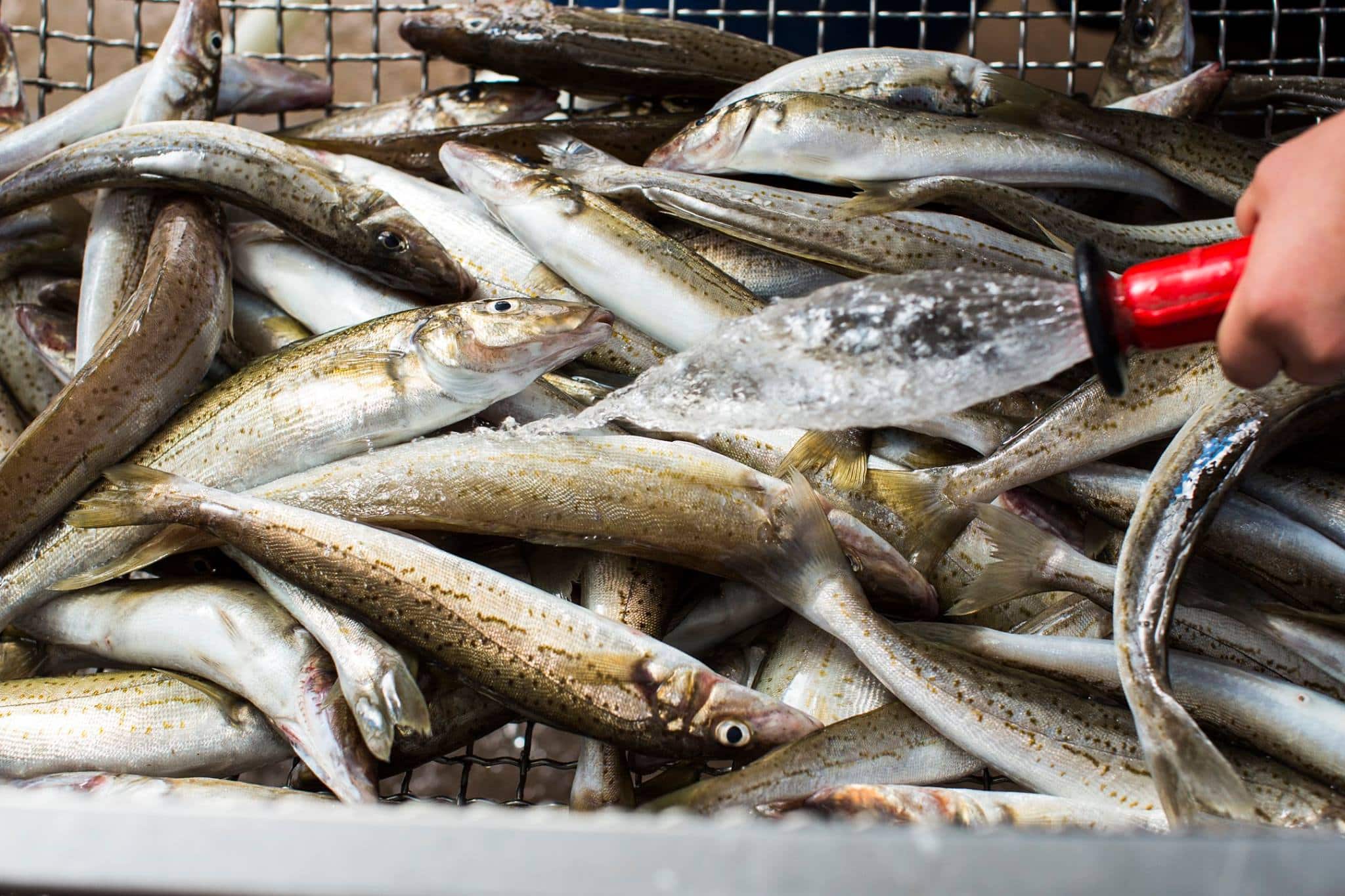 Whiting