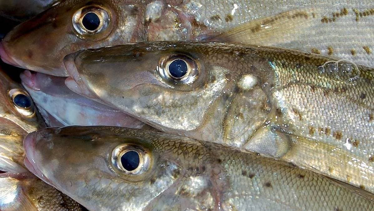 Schtein Fish Fishing > Streaky Bay | Official Tourism Website